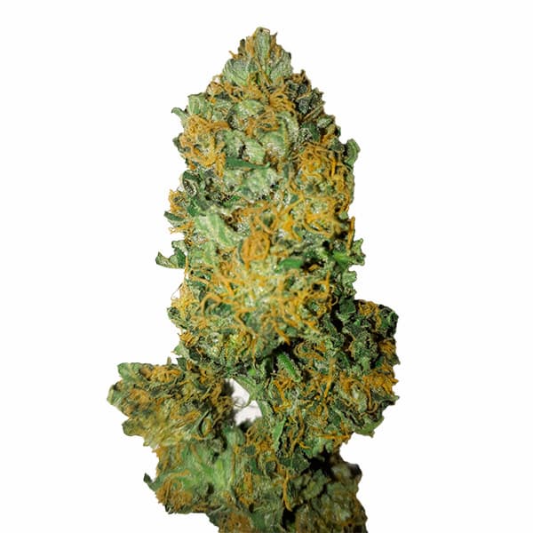 Lemon Diesel CBD+ > CBD+ Buds | CBD cannabis seeds  |  Sativa